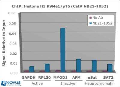Chromatin Immunoprecipitation: Histone H3 [p Thr6, Monomethyl Lys9] Antibody [NB21-1052] - Chromatin from one million formaldehyde cross-linked Hela cells was used with 2 ug of NB21-1052 and 20 uL of magnetic IgG beads per immunoprecipitation. A no antibody (No Ab) control was also used. Immunoprecipitated DNA was quantified using quantitative real-time PCR and SYBR green dye, then normalized to the non-precipitated input chromatin, which is equal to one.